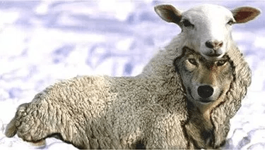 wolf in sheeps clothing.png