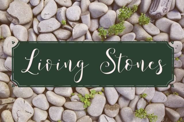 living stones 4