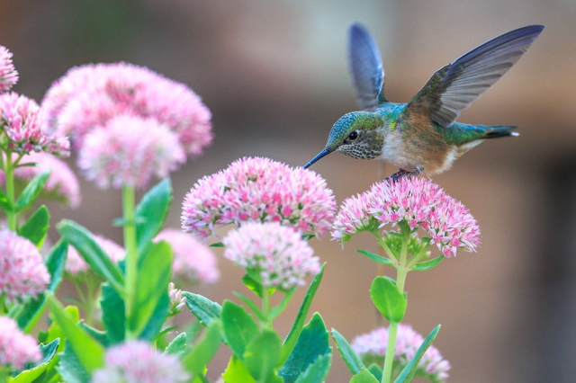 Bird in Flowers.png